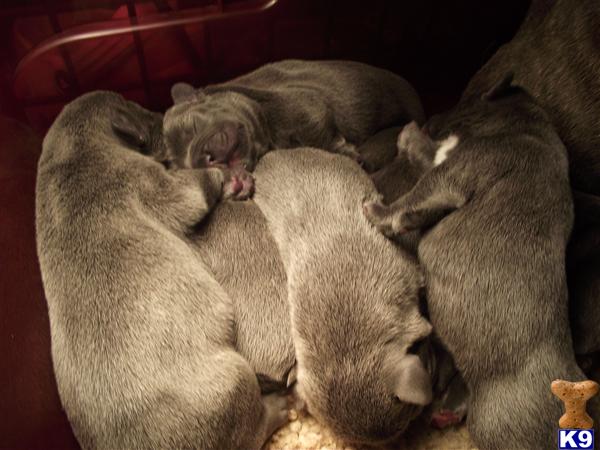 Puppies in UT